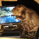 Illustration for article titled A Real Beaver Case Mod
